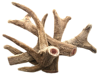 Интересные факты о продукции на основе пант