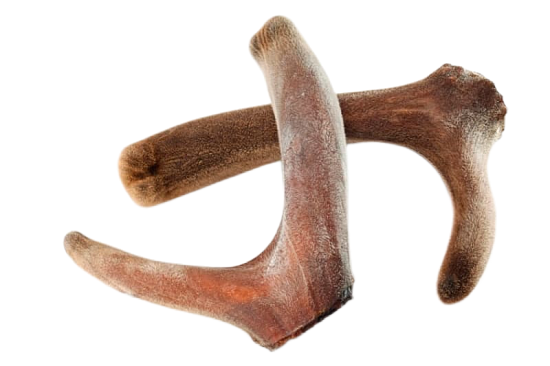 Эффективный препарат на основе крови маралов